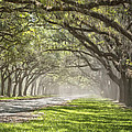 Live Oak Allee