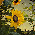 Sunflowers with Texture